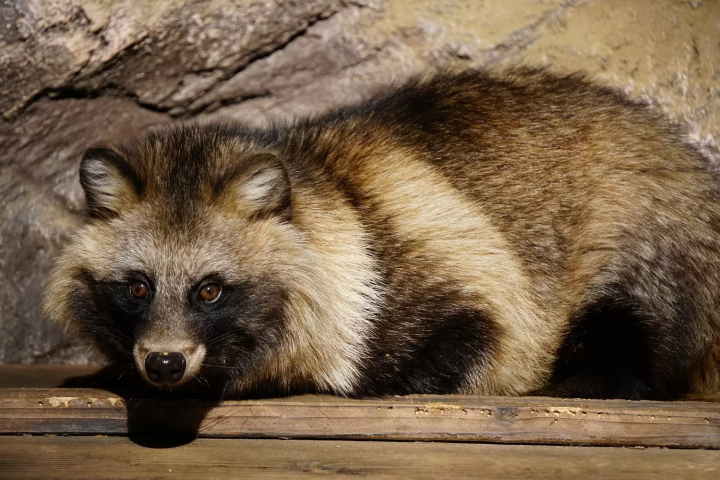 Inokashira Park: 10 Ways to Spend A Day 