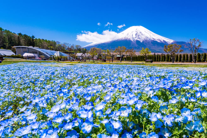 Yamanashi Mt. Fuji