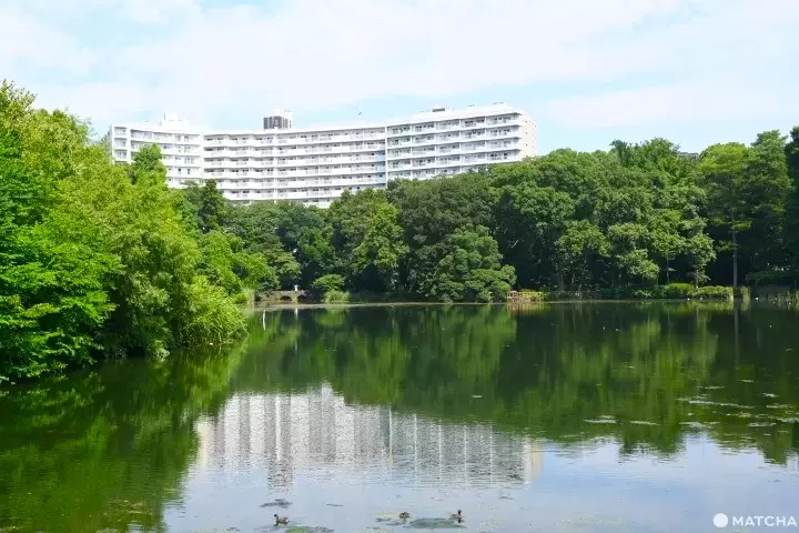 Inokashira Park: Seasonal Highlights and 10 Ways to Spend A Day