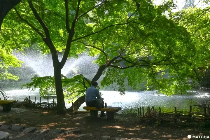 Inokashira Park: Seasonal Highlights and 10 Ways to Spend A Day