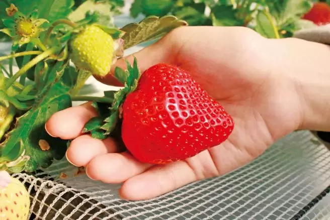 有隱藏的寶石！福岡35個推薦旅遊景點和當地美食