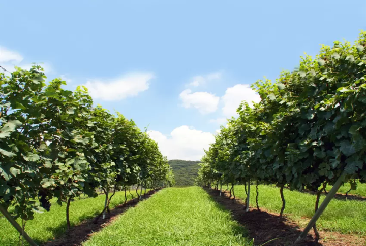 5公頃廣闊的葡萄園 