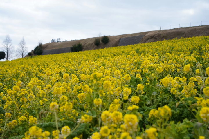 淡路岛（淡路岛）：必做 15 件事、交通信息和区域指南