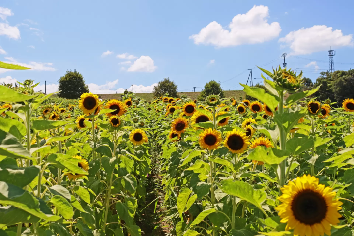 淡路岛（淡路岛）：必做 15 件事、交通信息和区域指南