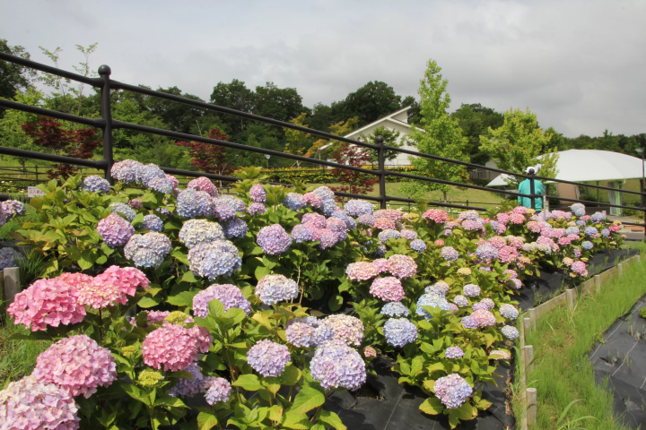 夏天是觀賞繡球花的最佳時節 