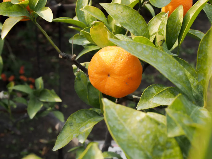 【2024最新】 鹿兒島旅遊完全攻略! 必訪景點、美食、交通