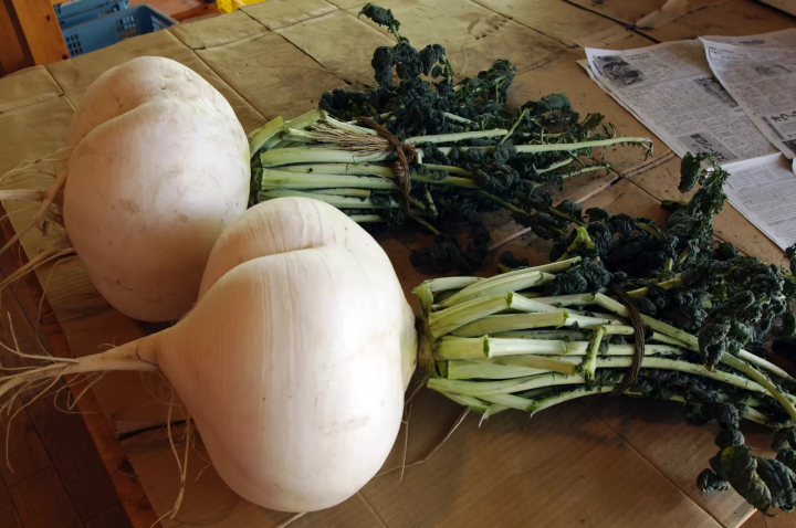 【2024最新】 鹿兒島旅遊完全攻略! 必訪景點、美食、交通