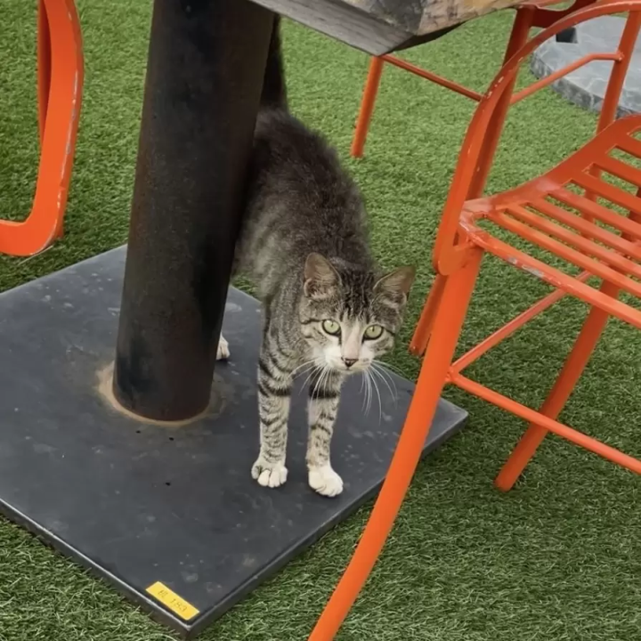 淡路島牛肉首選3間餐廳推薦!環境好氣氛佳,餐點高品質不踩雷✨