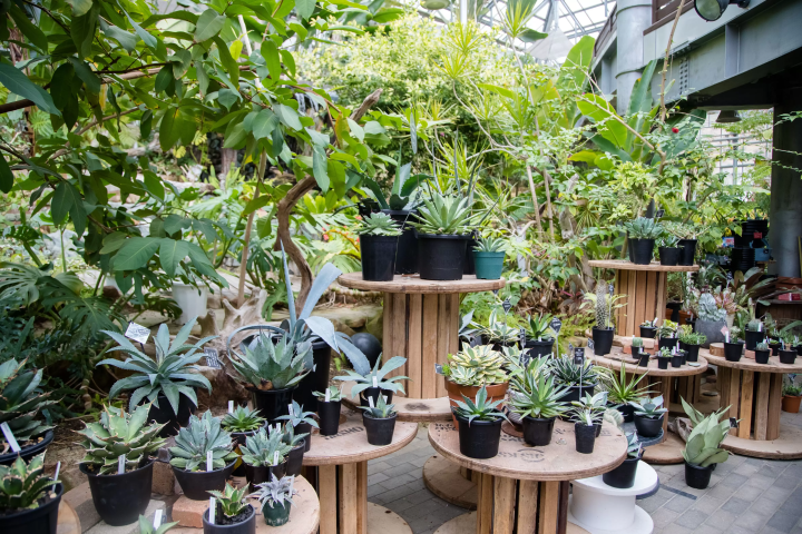 植物園體驗！永生花類