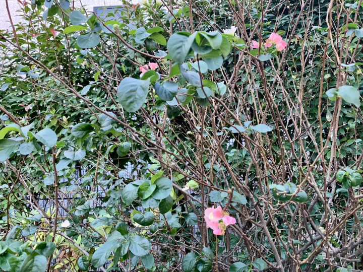 Located in front of the station, it's easily accessible! A beautiful park that attracts people of all ages [Sugiyama Park]