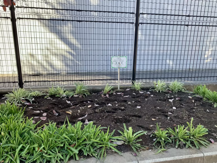 Located in front of the station, it's easily accessible! A beautiful park that attracts people of all ages [Sugiyama Park]