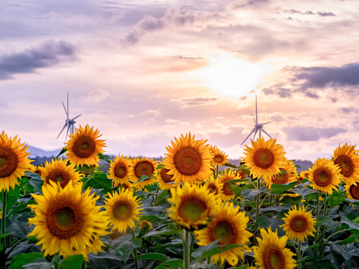 Spectacular views! The charm of Lake Inawashiro, the foundation of Koriyama's development