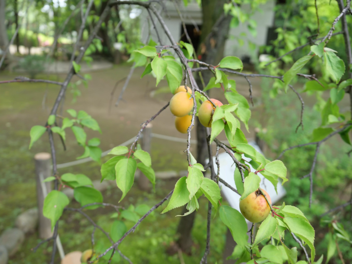 【哲学堂公園】古建築物を訪ねて、プチトリップ気分。