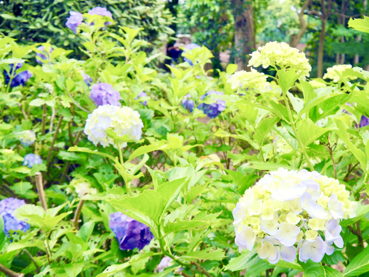 【哲学堂公園】古建築物を訪ねて、プチトリップ気分。