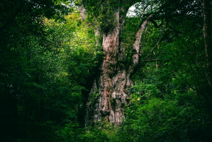 [Yakushima] A trip to the coveted Jomon Cedar. A two nights and three days model plan with delicious food and relaxing hot springs