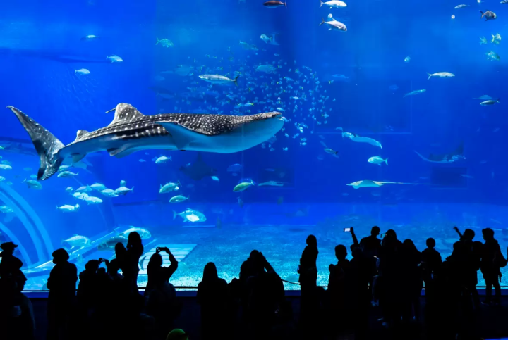 Get discount coupons for admission to tourist attractions! Okinawa Marugoto Pon