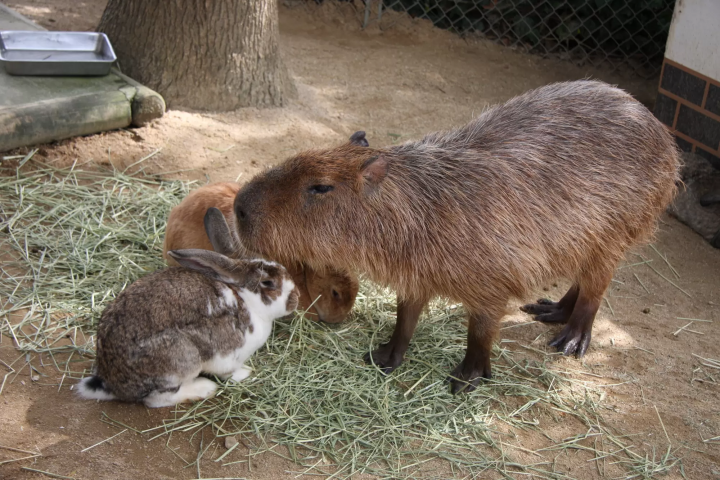 Awaji’s Auberge French Forest: The Little Prince's Culinary Oasis 