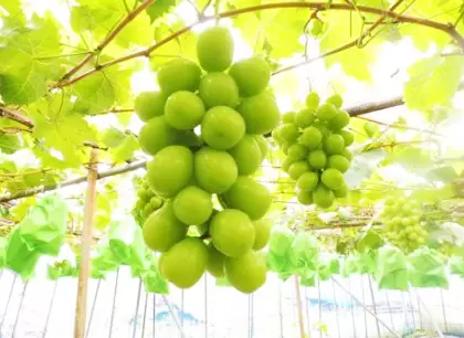 從大阪站搭乘電車約45分鐘！一起品嚐羽曳野市的【葡萄和無花果】吧！