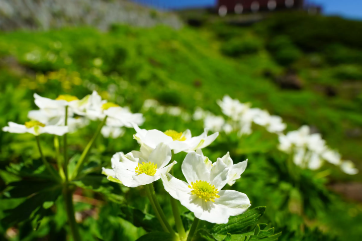 走进海拔3,026m的世界——乘鞍岳和乘鞍天际线的魅力