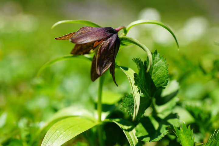 走进海拔3,026m的世界——乘鞍岳和乘鞍天际线的魅力