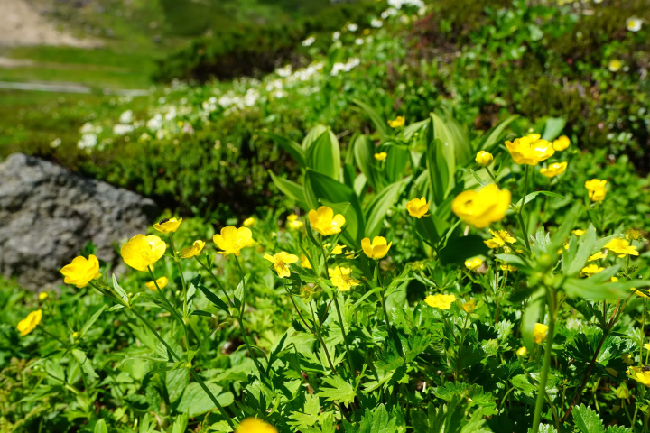 走进海拔3,026m的世界——乘鞍岳和乘鞍天际线的魅力