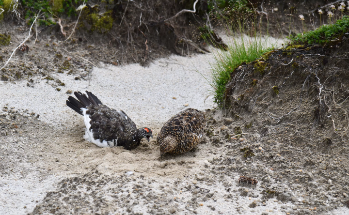 走进海拔3,026m的世界——乘鞍岳和乘鞍天际线的魅力