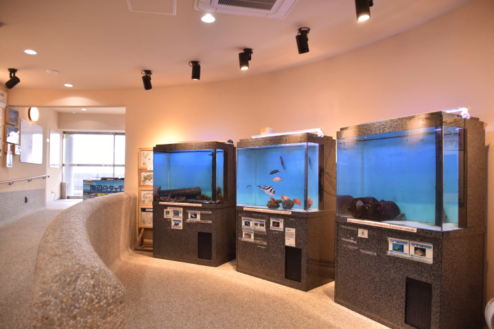 [ชิบะ/ทาเทยามะ] สัมผัสทะเลในทาเทยามะที่ทาเทยามะ "สถานีชายหาด"!