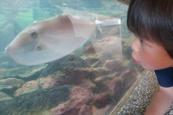 [ชิบะ/ทาเทยามะ] สัมผัสทะเลในทาเทยามะที่ทาเทยามะ "สถานีชายหาด"!