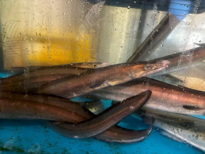 從關西機場搭火車20分鐘！全面介紹泉佐野的觀光、美食、特產