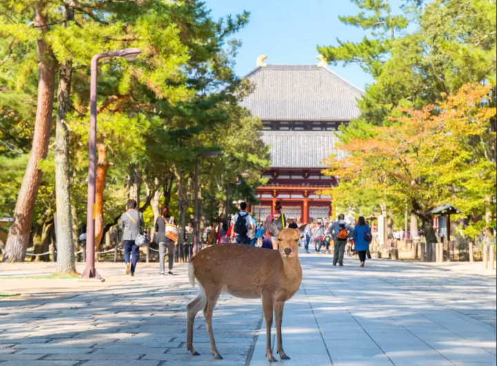 【나라현】여행에 도움이 되는 렌터카 정보를 공개! 나라현의 추천 대출 장소 랭킹!