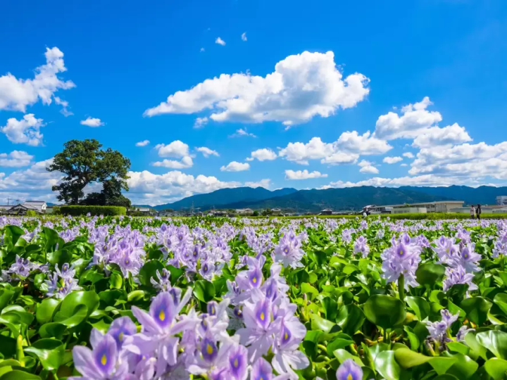 【나라현】여행에 도움이 되는 렌터카 정보를 공개! 나라현의 추천 대출 장소 랭킹!