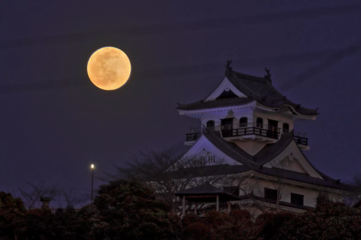 【千葉・館山】館山城で『南総里見八犬伝』の物語に触れよう！