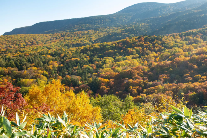Yamagata Autumn Foliage
