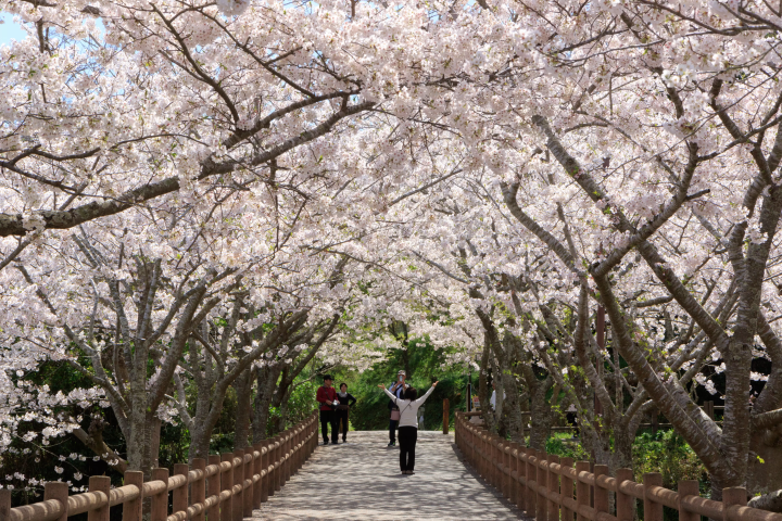[千葉/館山]在面白山公園感受季節的變化！