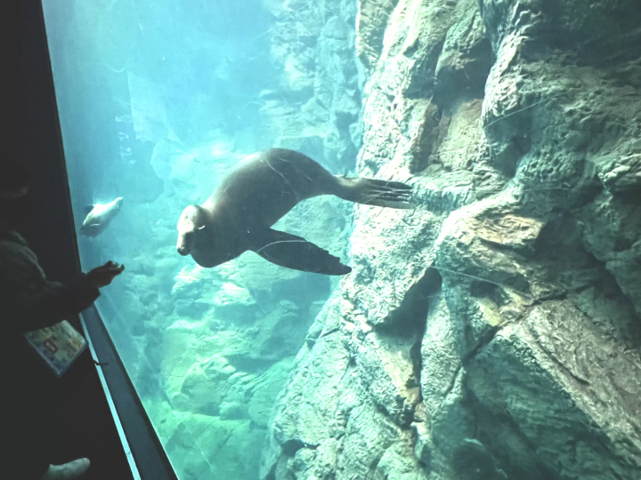 [From Eeyan ! Osaka Shopping Street] สัมผัสประกายแห่งชีวิตร่วมกับท้องทะเลที่ไคยูคัง