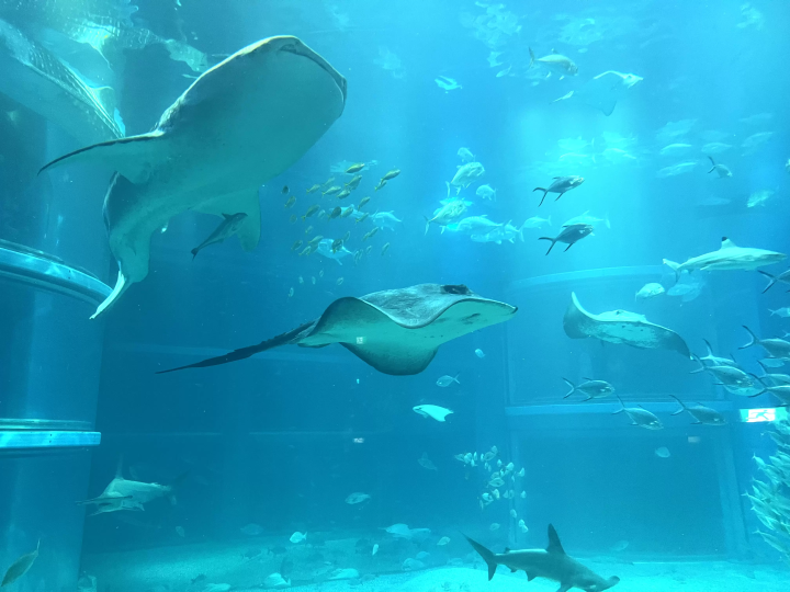 [From Eeyan ! Osaka Shopping Street] สัมผัสประกายแห่งชีวิตร่วมกับท้องทะเลที่ไคยูคัง