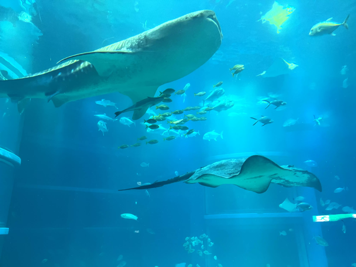 [From Eeyan ! Osaka Shopping Street] สัมผัสประกายแห่งชีวิตร่วมกับท้องทะเลที่ไคยูคัง