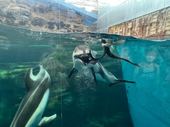 [From Eeyan ! Osaka Shopping Street] สัมผัสประกายแห่งชีวิตร่วมกับท้องทะเลที่ไคยูคัง