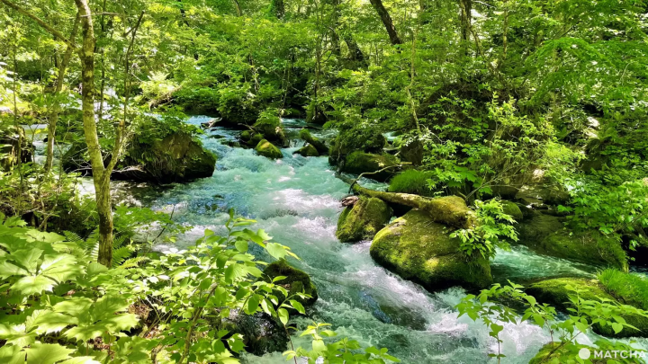 青森夏季奧入瀨溪流