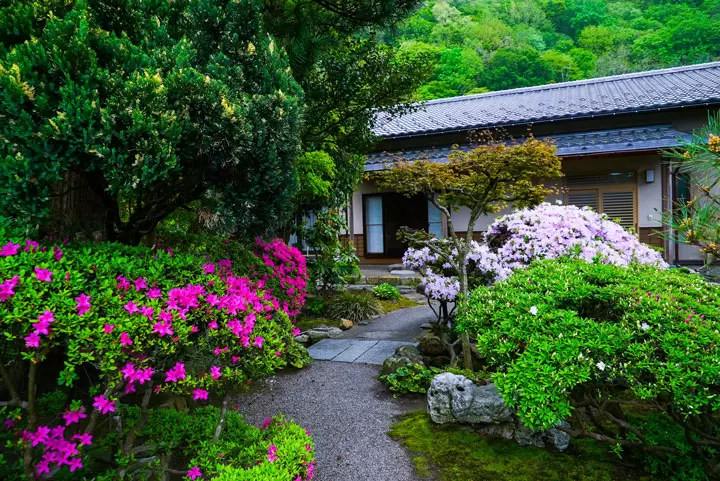 岸家的庭园（杜鹃花篱） 