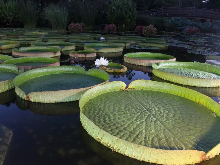 คุณสามารถไปเที่ยวแบบไปเช้าเย็นกลับจากเกียวโตได้! เพลิดเพลินกับทิวทัศน์อันน่าอัศจรรย์ที่มีเฉพาะในฤดูร้อน ณ จุดที่ไม่ค่อยมีใครรู้จักริมทะเลสาบบิวะ