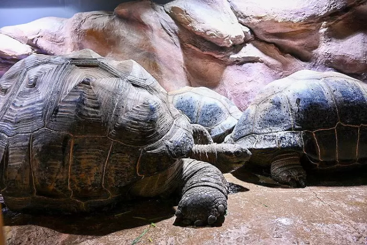 ▲Around noon every day is the giant tortoises’ strolling time. They walk around the area freely.