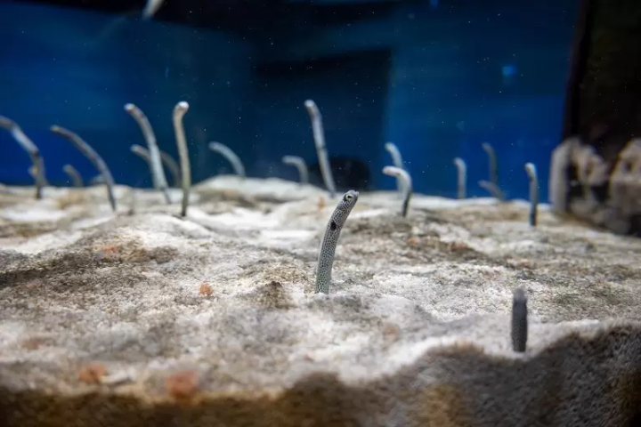 Experiencing in Kobe, an artistic port town. “átoa”, a unique fusion of aquarium and art