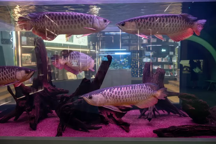 Experiencing in Kobe, an artistic port town. “átoa”, a unique fusion of aquarium and art