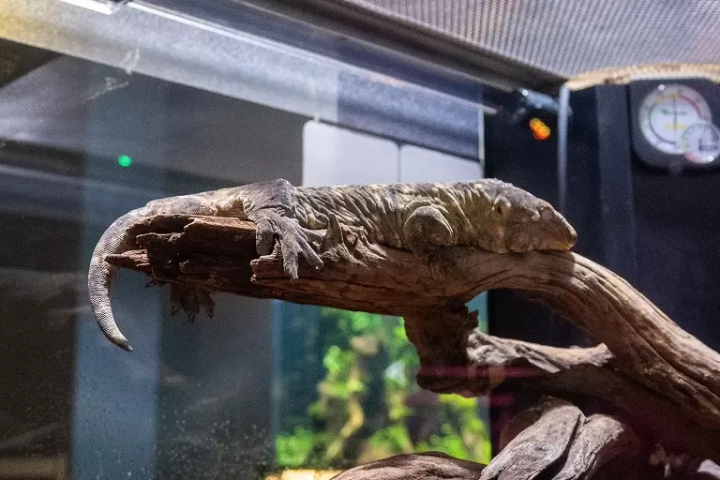 ▲New Caledonian Giant Gecko