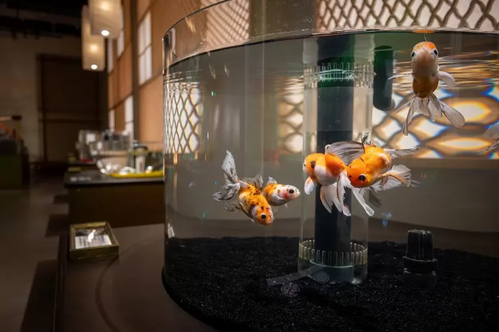 ▲Gold fish have been enjoyed by the Japanese as ornamental fish for around 500 years, but they actually look even more beautiful seen from above. Do check for yourselves at átoa.