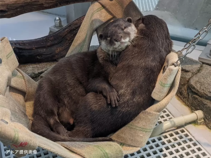 ▲Asian small-clawed otter that are bred in átoa are sleeping, hugging each other.