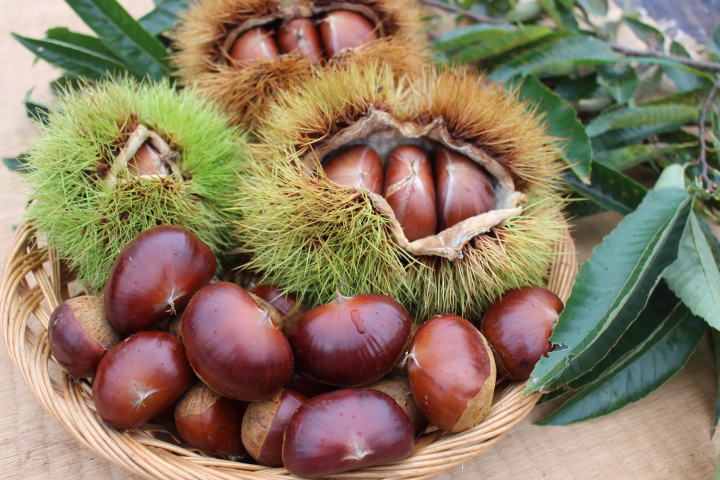 The harvest of Tamba chestnuts has begun