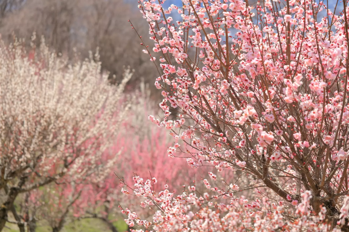 [Updated for 2024] Introducing all the recommended tourist spots on Saitama Prefecture's local line, Chichibu Railway!
