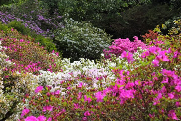 [Updated for 2024] Introducing all the recommended tourist spots on Saitama Prefecture's local line, Chichibu Railway!